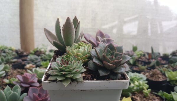 Succulents in a modern office setting.