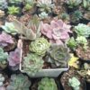 Succulent Combo Set 5 II in a garden corner.