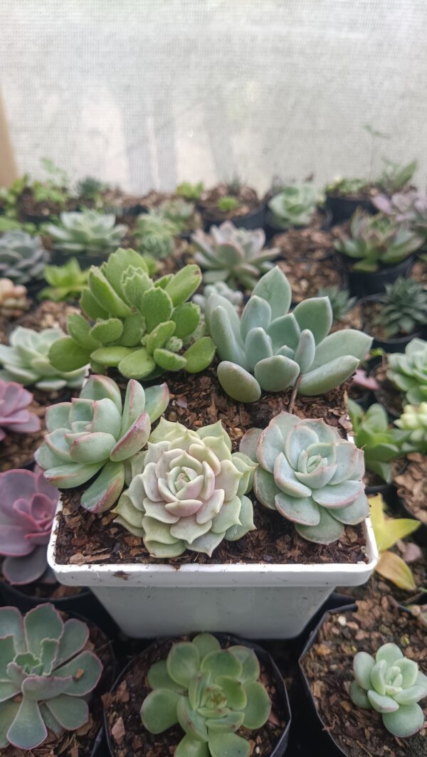 Succulent Combo Set 5 III with Bear’s Paw, Echeveria Moonfiary, and more.