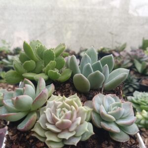 Beautiful arrangement of Echeveria Lola and Hybrid Icy Green Echeveria.