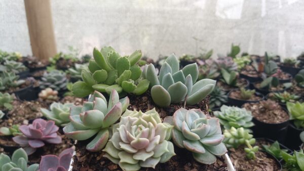 Beautiful arrangement of Echeveria Lola and Hybrid Icy Green Echeveria.