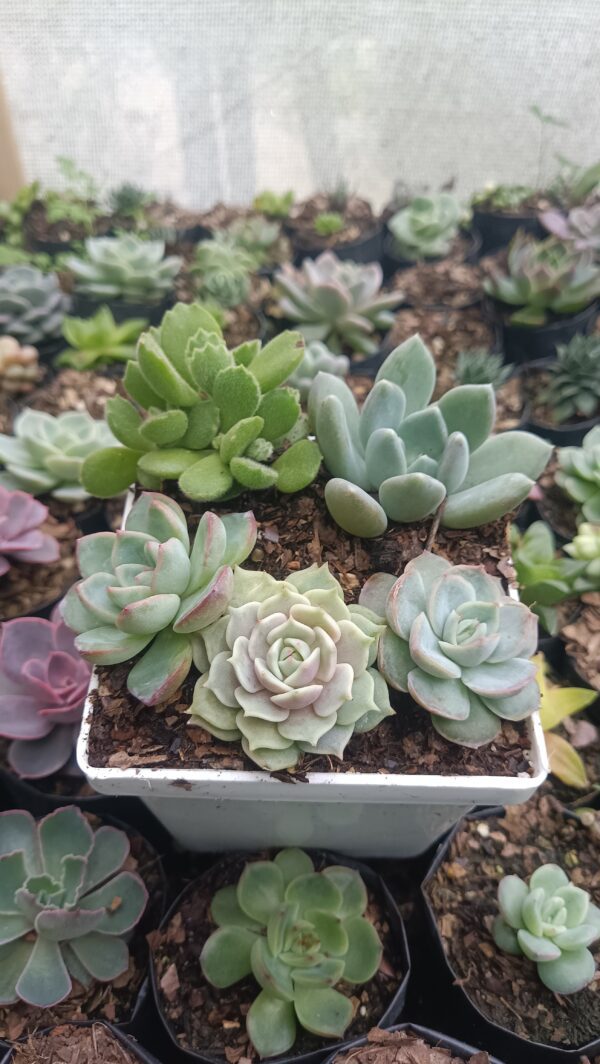 Pachyveria Pachyphytoides succulent in a decorative arrangement.