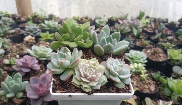 Echeveria Lola and Cotyledon Tomentosa arranged together in a beautiful pot.