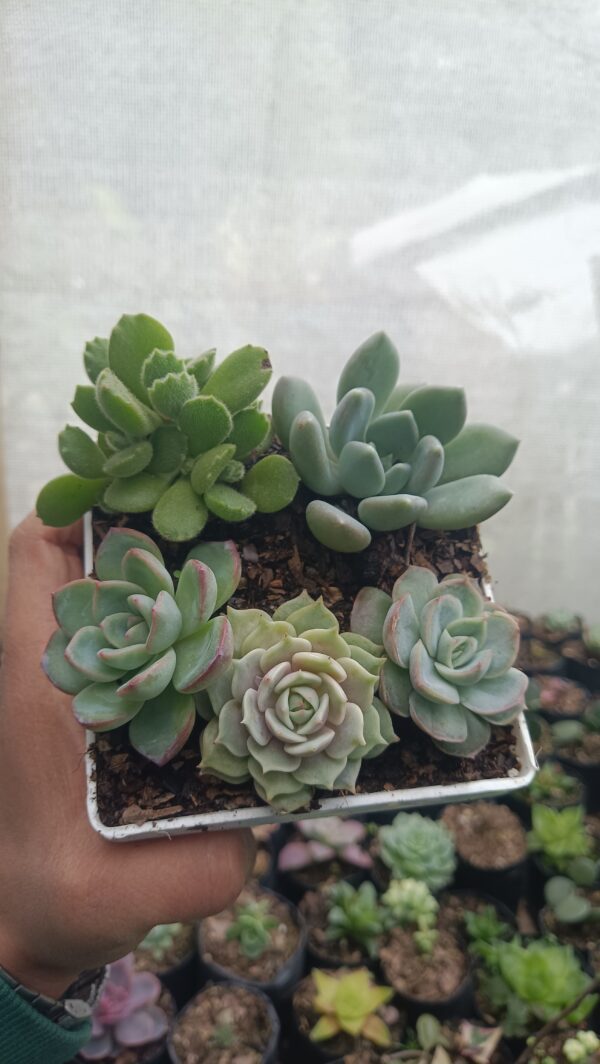 Colorful and vibrant Succulent Combo Set 5 III with multiple varieties.