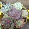 Vibrant Succulent Set for Home and Garden Décor