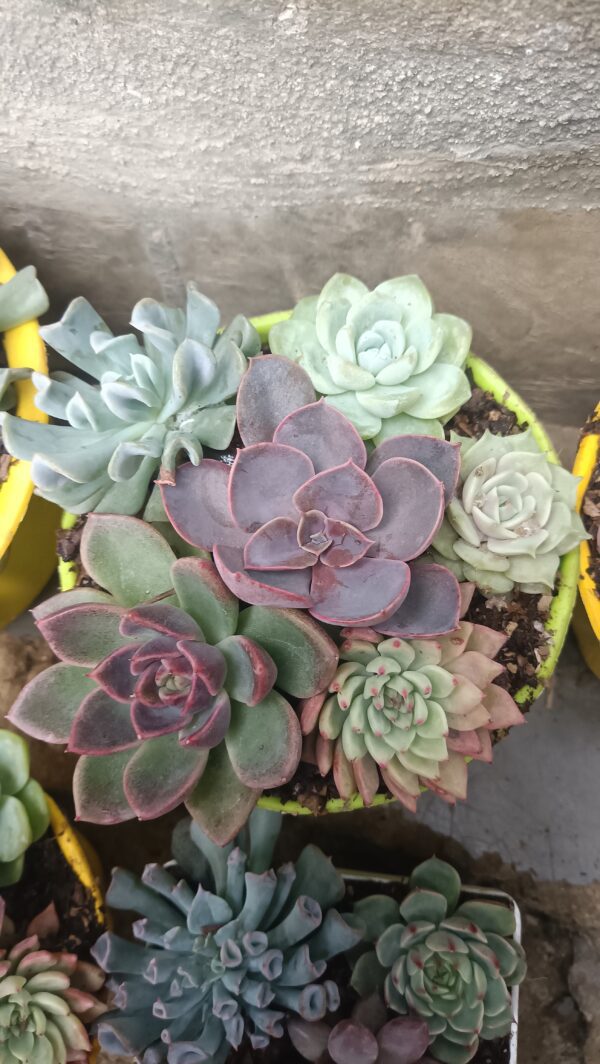 Vibrant Succulent Set for Home and Garden Décor