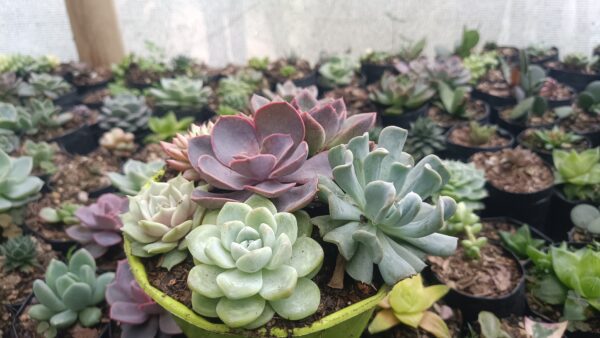 Echeveria Pearl Von in Succulent Combo Set