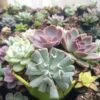 Succulent Combo Set for Office and Home Décor