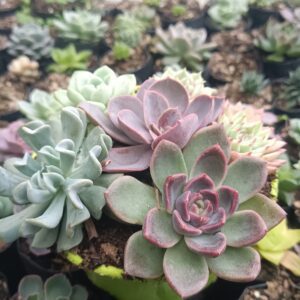 Colorful Succulent Combo – Perfect for Any Space