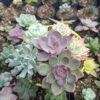 Buy Succulent Set Online – A Touch of Elegance