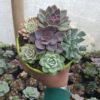 Hybrid Purple Echeveria in Succulent Combo Set