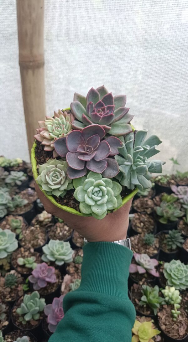 Hybrid Purple Echeveria in Succulent Combo Set