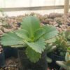 Propagation of Mother of Thousands from leaf cuttings.