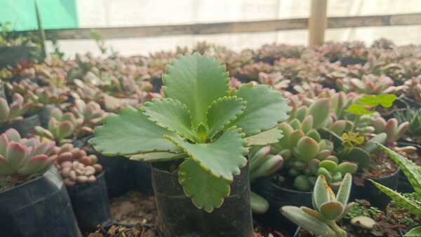 Propagation of Mother of Thousands from leaf cuttings.