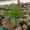 Close-up of the tiny plantlets on the Mother of Thousands leaves.