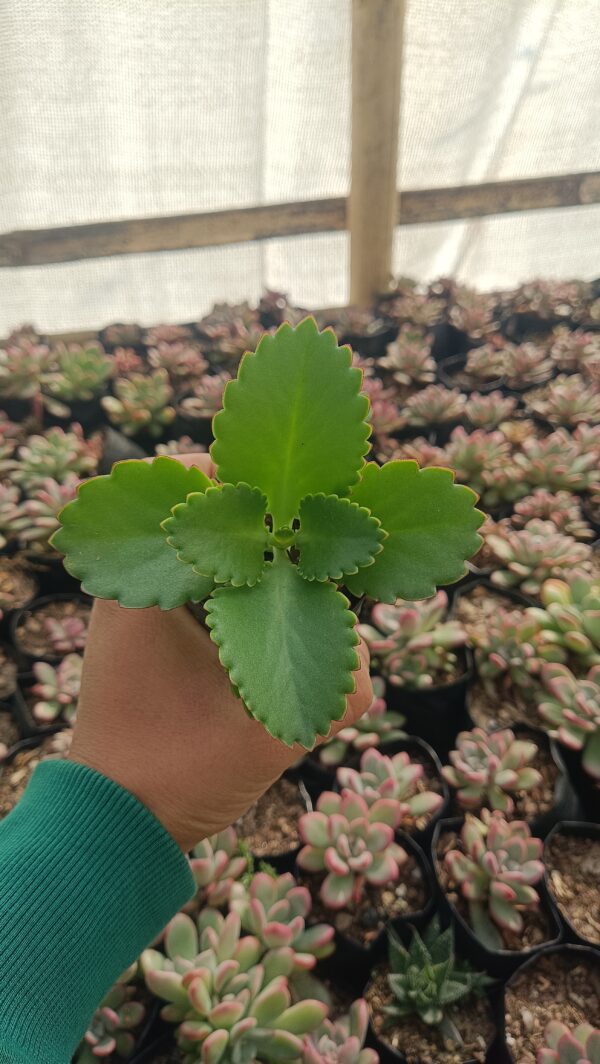 Close-up of the tiny plantlets on the Mother of Thousands leaves.