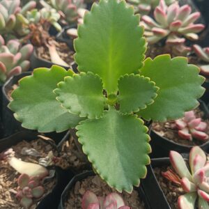 Mother of Thousands succulent with cascading leaves.