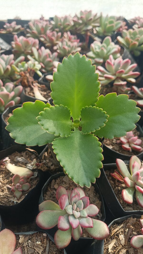 Mother of Thousands succulent with cascading leaves.