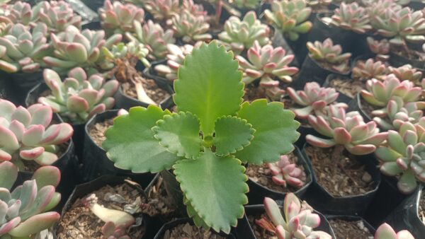 Mother of Thousands succulent in a minimalistic living room.