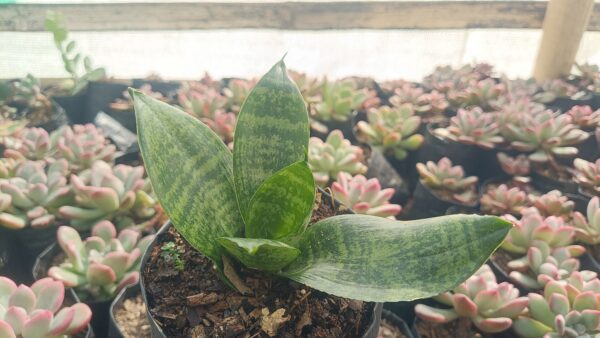 Snake plant in a modern living room setting.