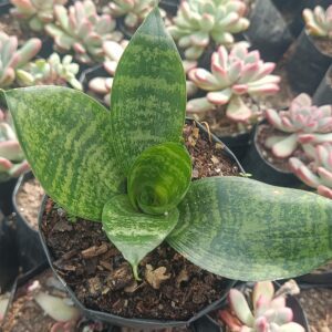 Snake plant filtering indoor air.