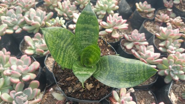 Snake plant filtering indoor air.