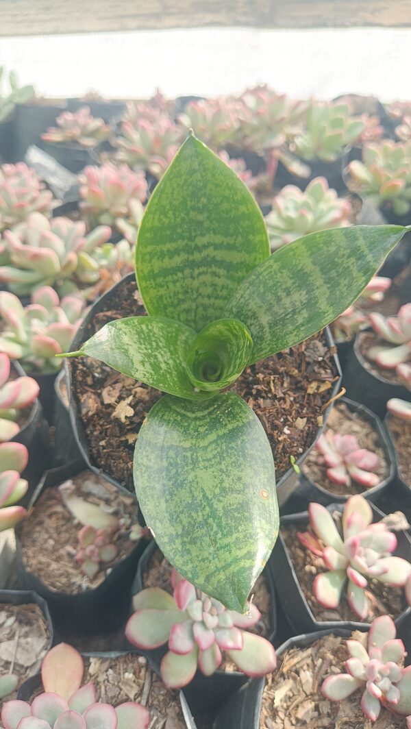 Close-up of snake plant leaves.