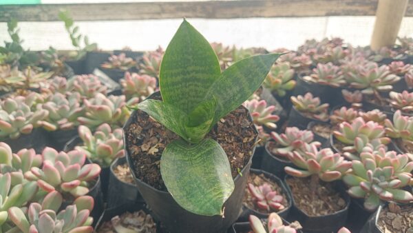 Snake plant in an indoor office space.