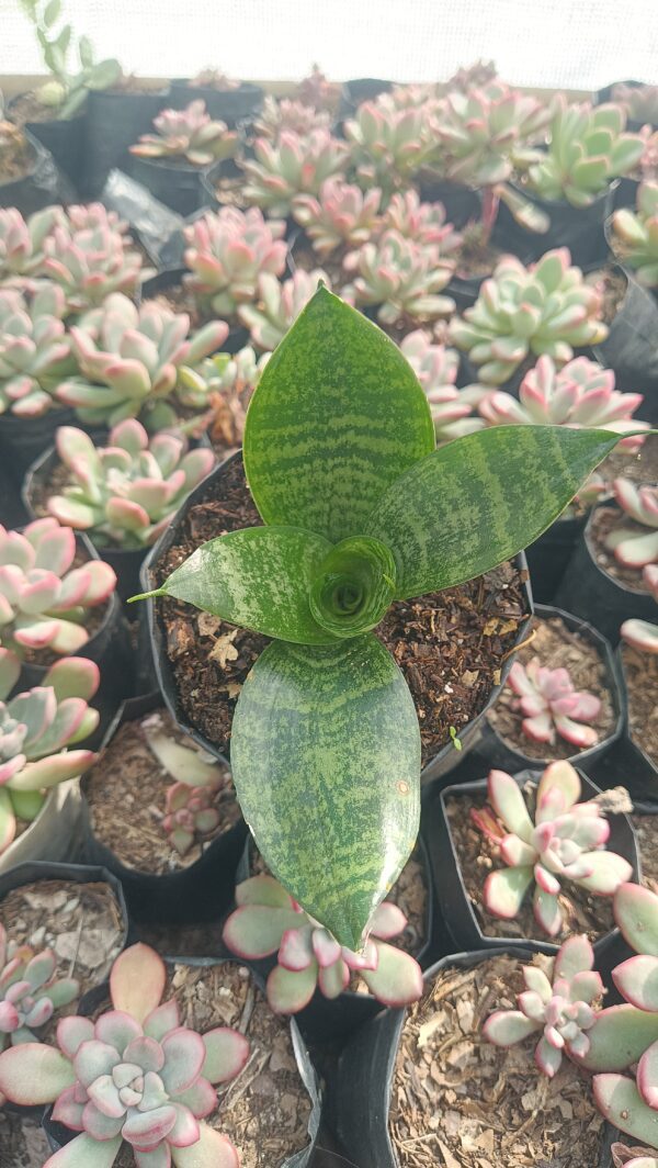 Sansevieria plant by the window.