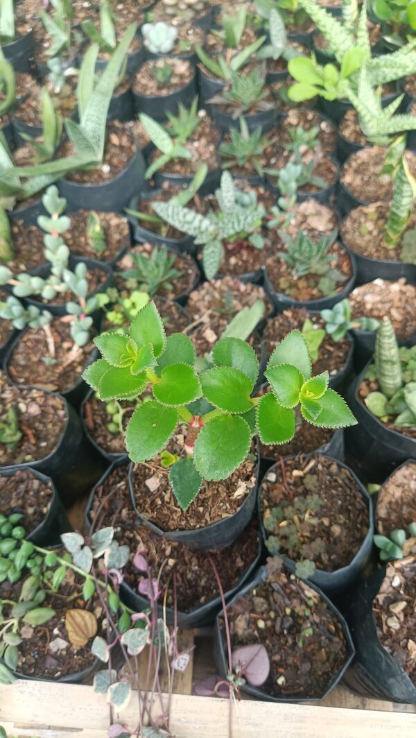 Crassula Sarmentosa in a garden setting