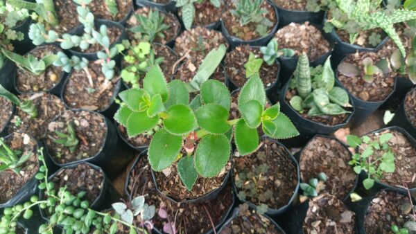 Crassula Sarmentosa in bright sunlight