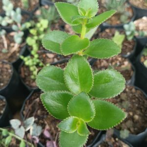 Green leaves of Crassula Sarmentosa plant