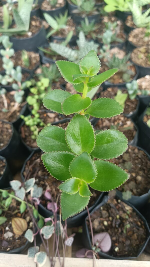 Green leaves of Crassula Sarmentosa plant