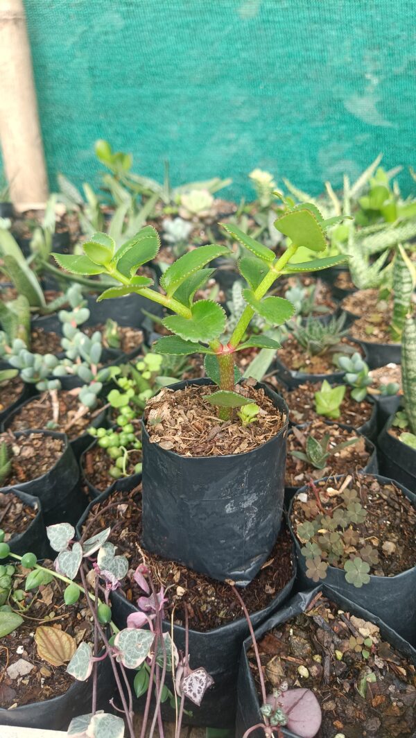 Side view of Crassula Sarmentosa hanging plant