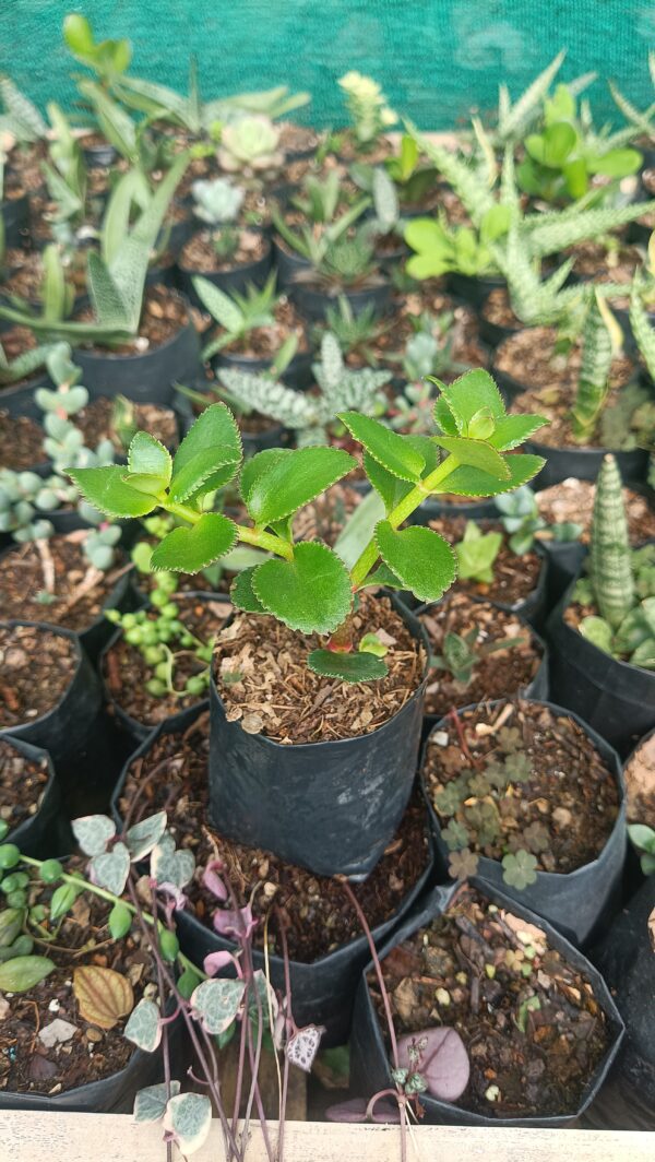 Cascading vines of Crassula Sarmentosa from side view