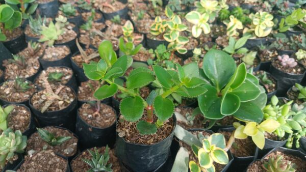 Crassula Sarmentosa as part of a succulent collection