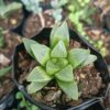 Haworthia Mutica placed in bright indirect sunlight – cheap succulents online India
