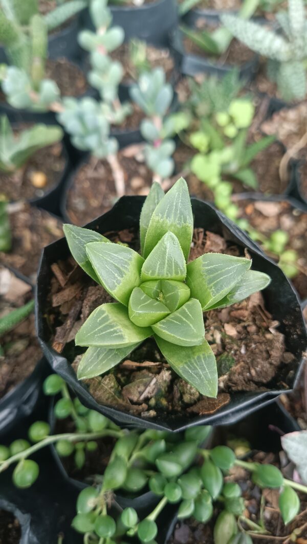 Haworthia Mutica placed in bright indirect sunlight – cheap succulents online India