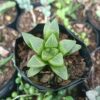 Healthy growth of Haworthia Mutica in a pot – buy cheap succulents online India