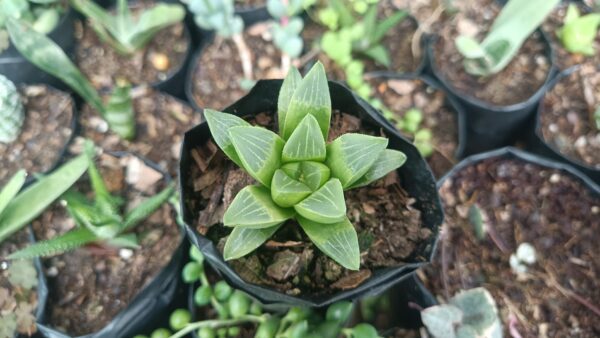 Healthy growth of Haworthia Mutica in a pot – buy cheap succulents online India