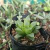 Haworthia Mutica among other succulents – cheap succulents online in India