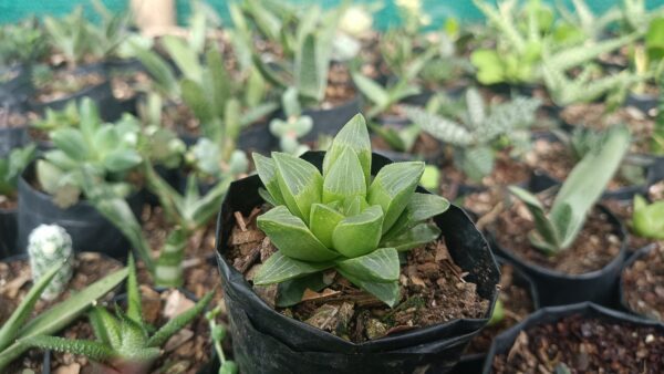 Haworthia Mutica among other succulents – cheap succulents online in India