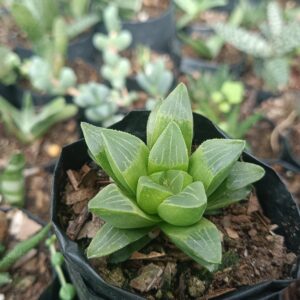 Haworthia Mutica with well-draining soil – buy succulents online India