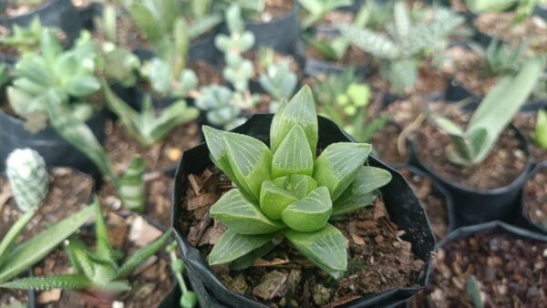 Haworthia Mutica with well-draining soil – buy succulents online India