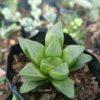 Close-up of Haworthia Mutica succulent leaves – cheap succulents online in India
