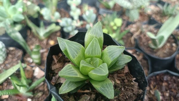 Close-up of Haworthia Mutica succulent leaves – cheap succulents online in India