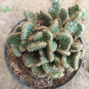 Unique succulent with spiraled coral-like stems – Coral Cactus.