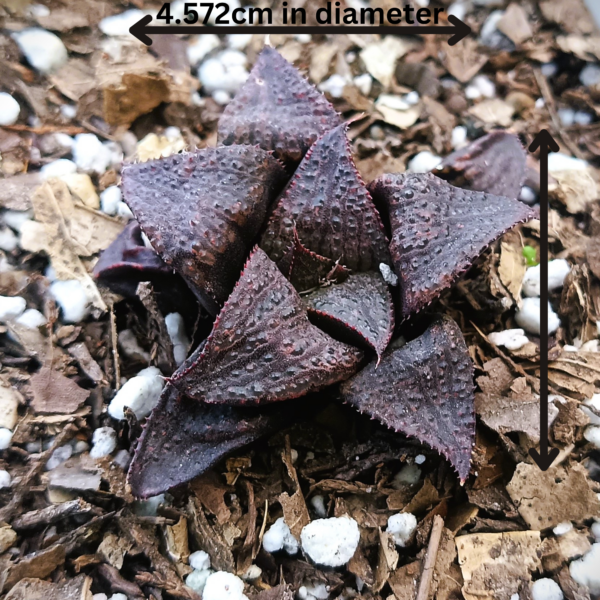 A close-up of a dark purple succulent plant with rough, textured leaves, measuring 4.572 cm in diameter, surrounded by soil and small white pebbles.