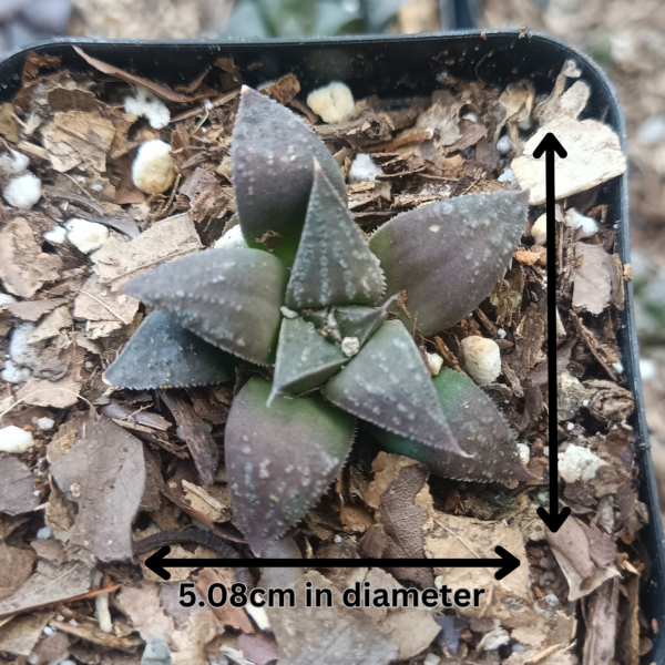 A small succulent plant with dark green and purple leaves, measured to be 5.08 cm in diameter, growing in a pot with soil and mulch.