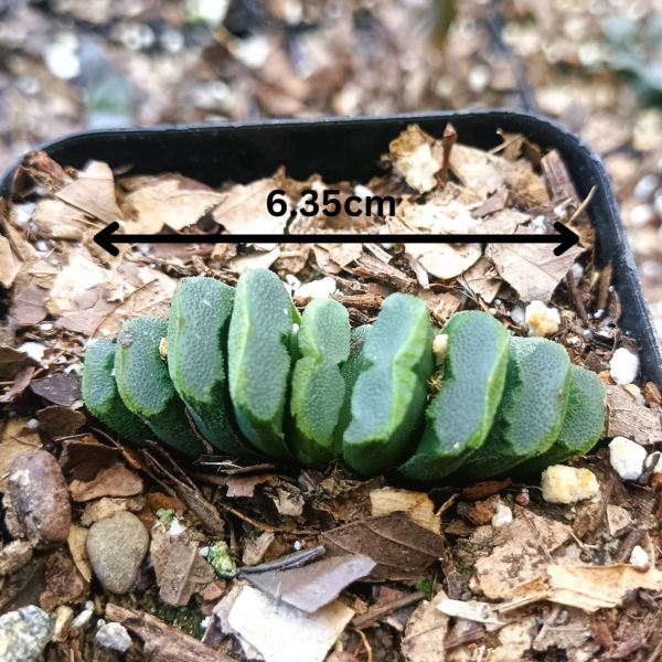 Haworthia truncata hybrid 002 with thick leaves, measured at 6.35 cm.